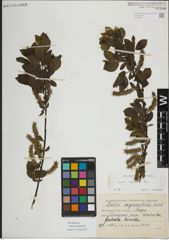 Foto von Salix myrsinifolia Salisb.
